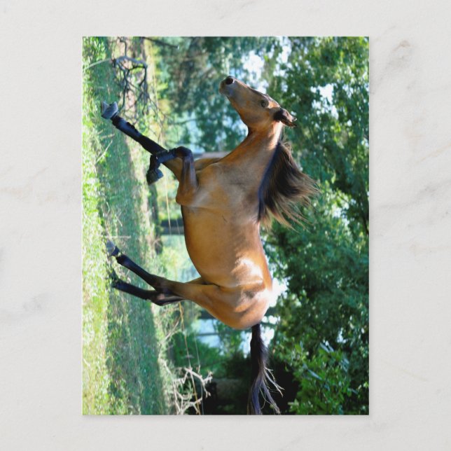 Buckskin Morgan Horse Postcard (Front)