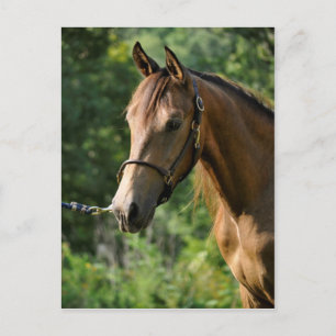 Buckskin Morgan Horse Postcard