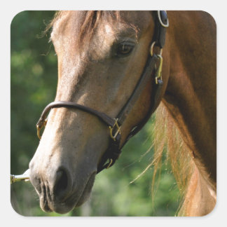 Buckskin Morgan Horse Square Sticker