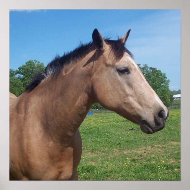 Buckskin Mustang Poster (Front)