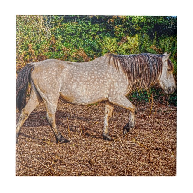 Buckskin New Forest Pony Wildlife Tile (Front)