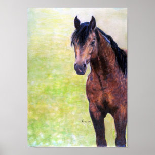 Buckskin Quarter Horse Halter Horse Portrait Poster