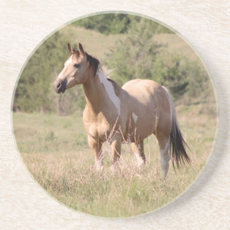 Buckskin Tobiano Horse Posing in Pasture Photo Coaster