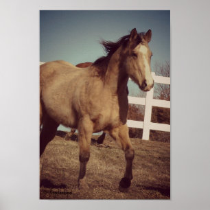 Buckskin Trot Poster