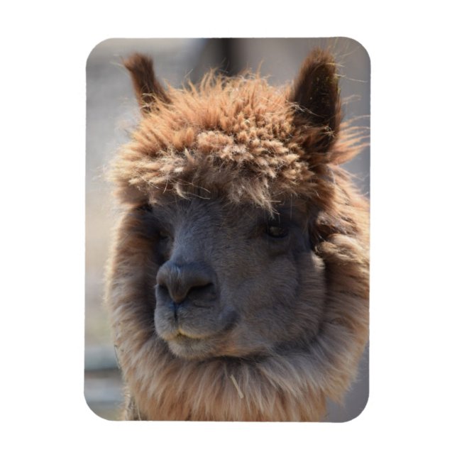 BUCKWHEAT MAGNET (Vertical)