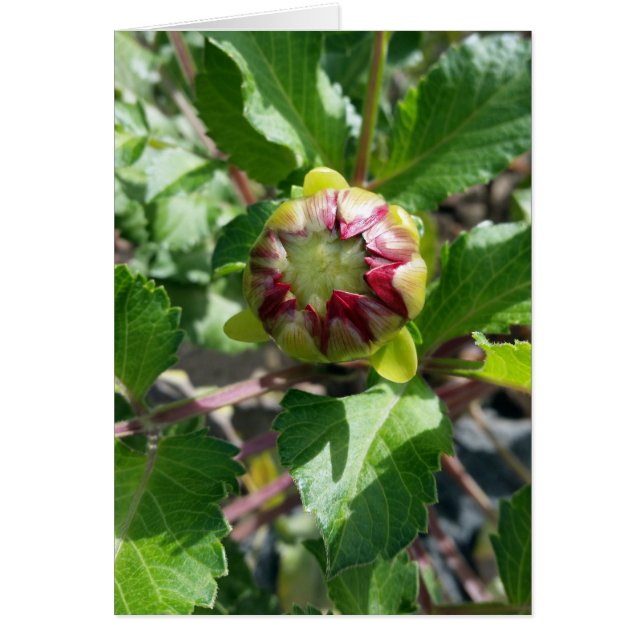 bud in autumn (Front)