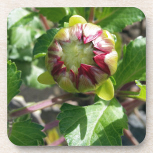 bud in autumn coaster