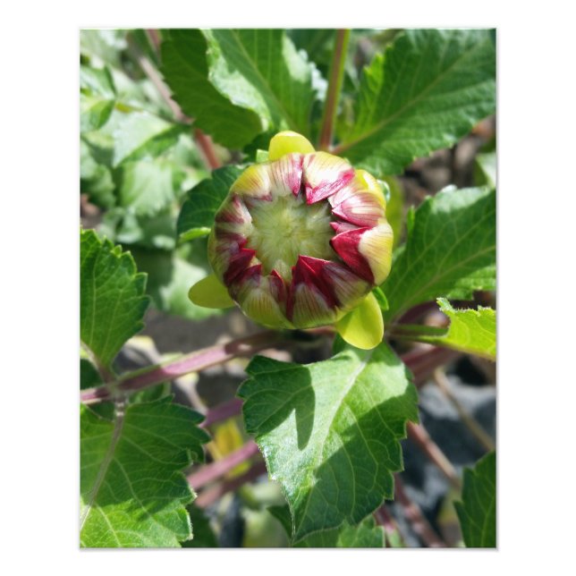 bud in autumn photo print (Front)