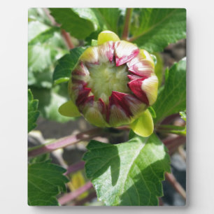 bud in autumn plaque