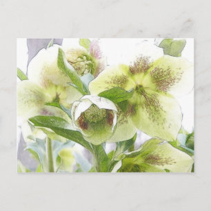 Bud To Blossom - White Hellebores Postcard