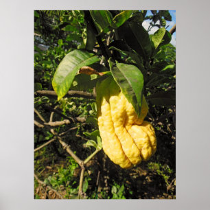 Buddha's Hand Citron Poster
