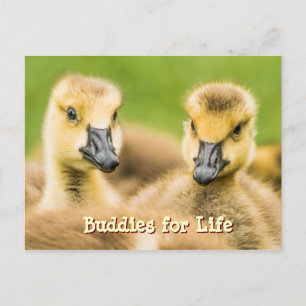 Buddies for Life Postcard