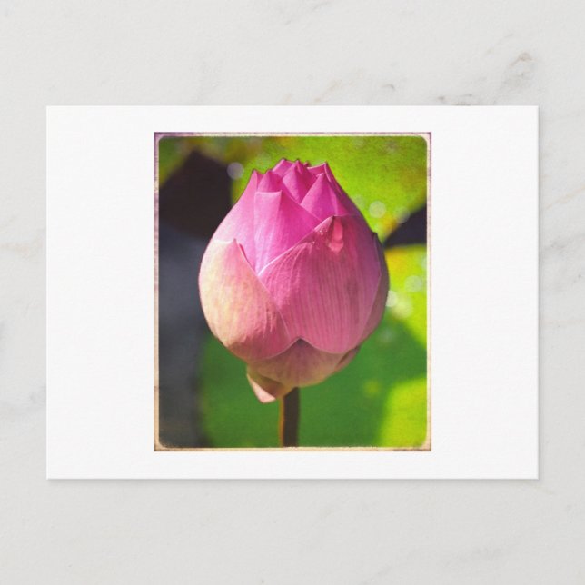 "BUDDING LOTUS" PHOTOGRAPH POSTCARD (Front)