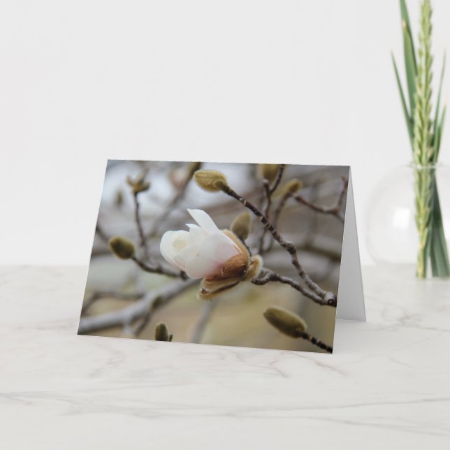 Budding Magnolia Bloom, inside verse on Faith Card (Front)