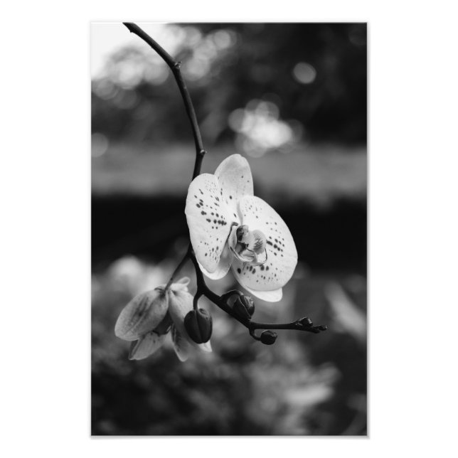 Budding Orchid's Bloom (B&W) Photo Print (Front)