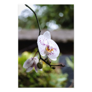 Budding Orchid's Bloom Photo Print