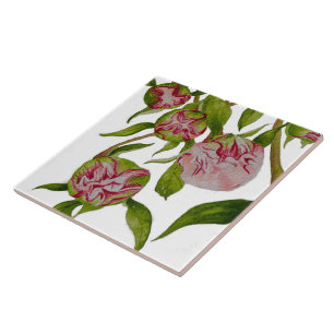 Budding Peonies on Ceramic Tile