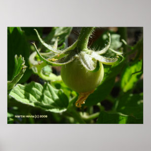 Budding Tomato Poster