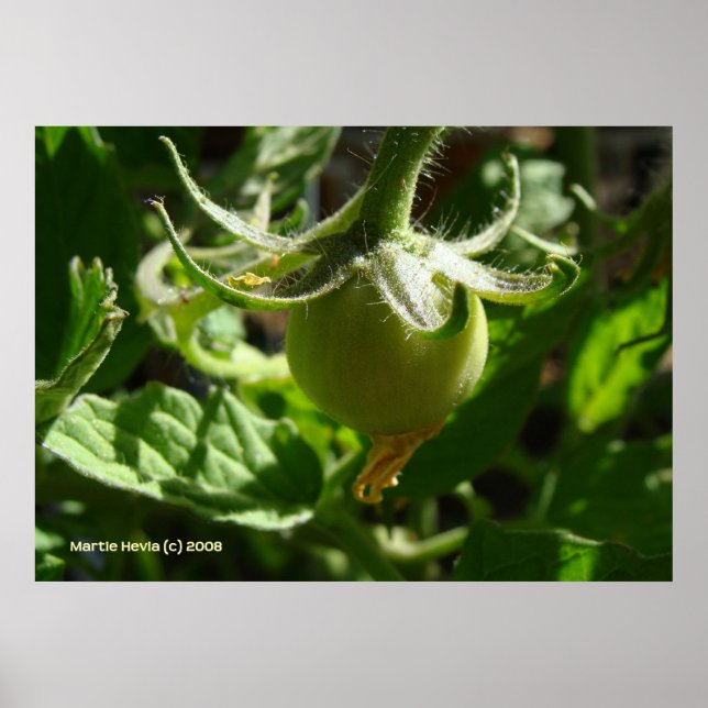 Budding Tomato Poster (Front)