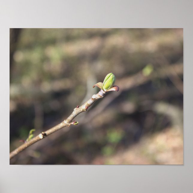 Budding Tree Branch Poster (Front)
