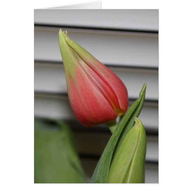 Budding Tulip (Front)