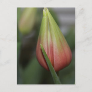 Budding Tulip #2 Postcard