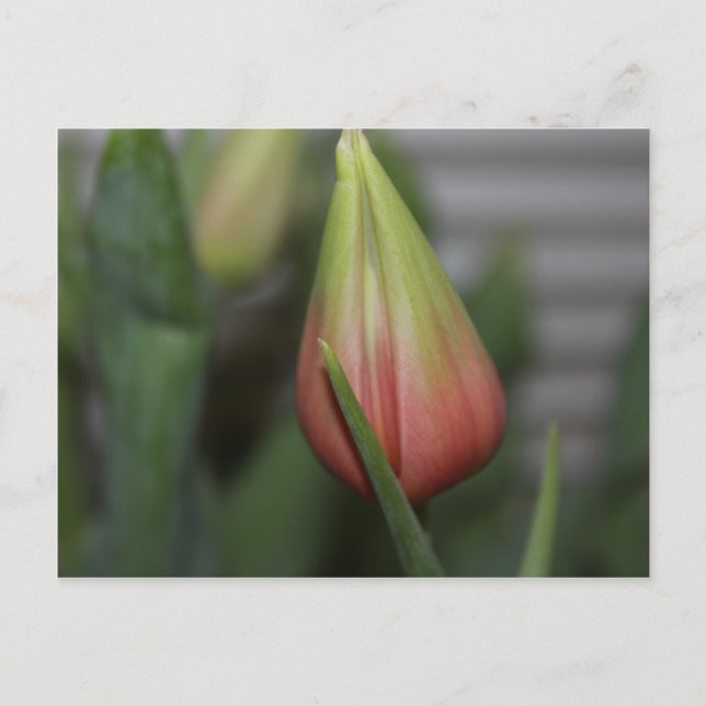 Budding Tulip #2 Postcard (Front)