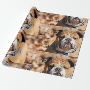 Buddt Bulldog Wrapping Paper