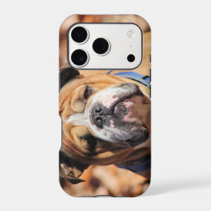 Buddy Bulldog