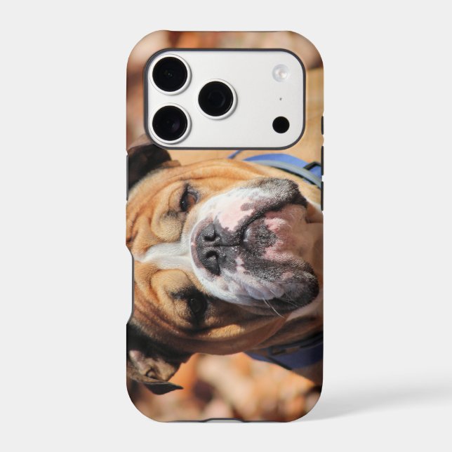 Buddy Bulldog  (Back)