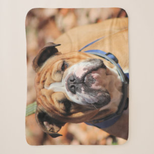 Buddy bulldog sherpa blanket