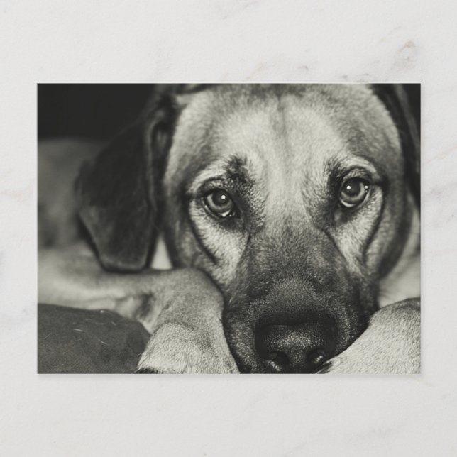 Buddy Postcard (Front)