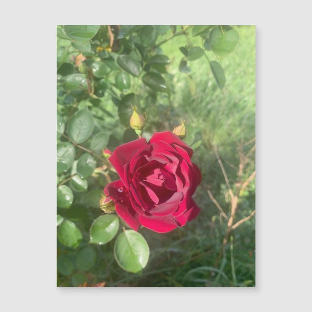 Buddy Rose Magnet (Front)