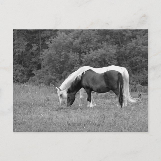 Buddy,s Postcard (Front)