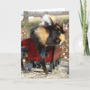 Buddy The Guinea Pig Wishes You A Merry Christmas Holiday Card