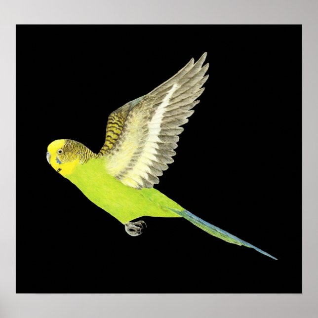 Budgerigar flying - Melopsittacus undulatus Poster (Front)