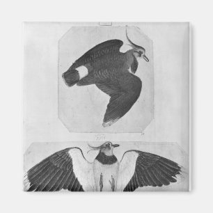 Budgerigars, from the The Vallardi Album Magnet