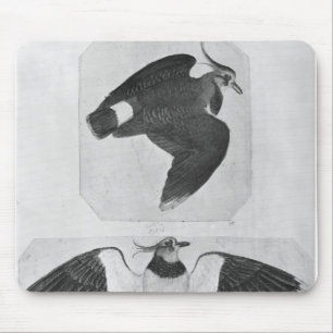 Budgerigars, from the The Vallardi Album Mouse Mat