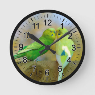 Budgerigars perched face to face round clock