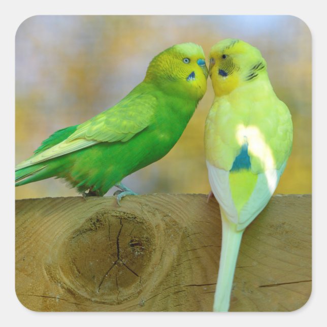 Budgerigars perched face to face square sticker (Front)