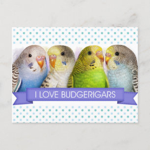 Budgerigars realistic painting postcard