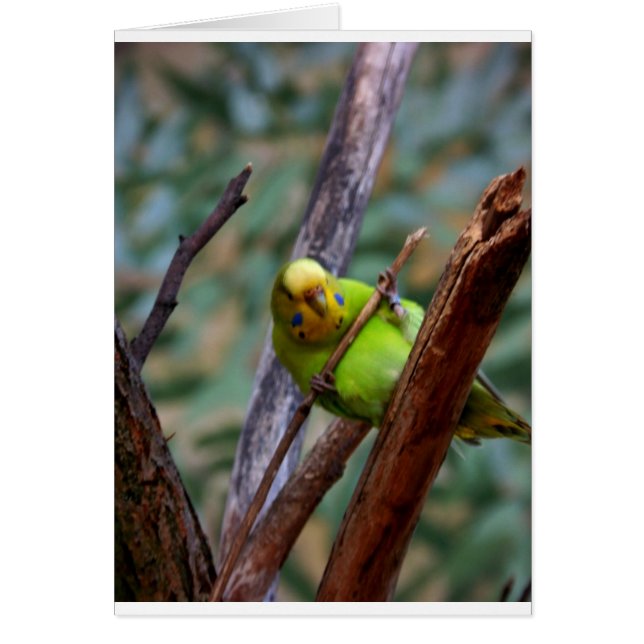 Budgie (Front)