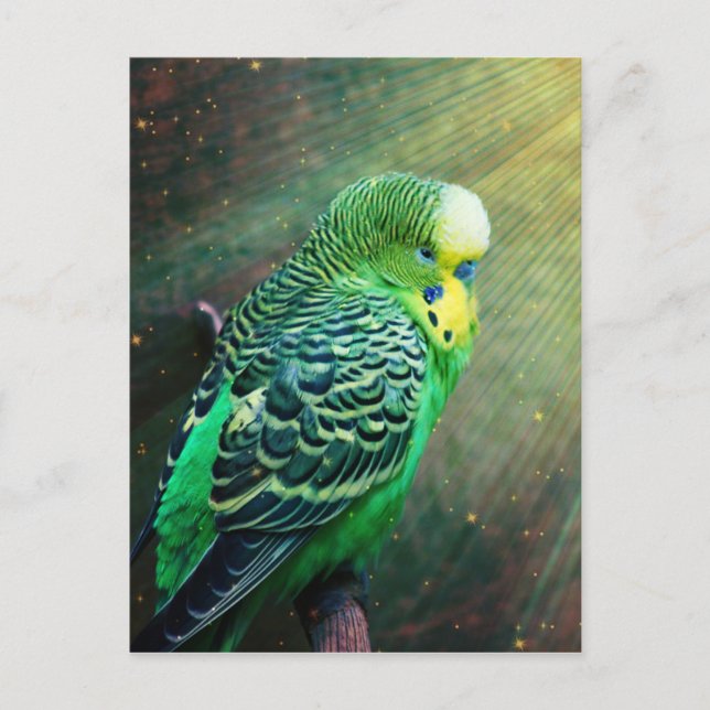 Budgie Bird Postcard (Front)