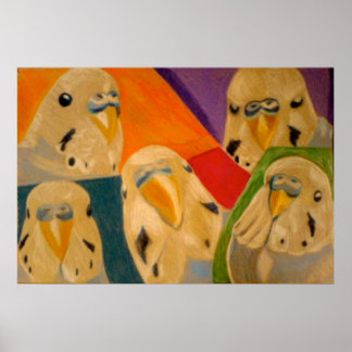 Budgie Budgerigar Poster