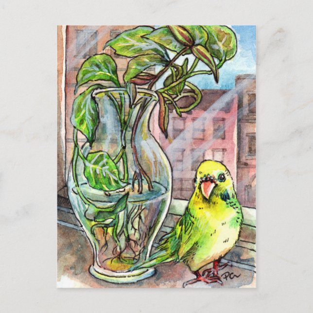 Budgie by the Window Postcard (Front)