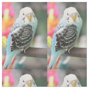 Budgie Fabric