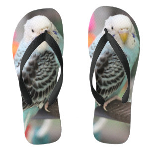 Budgie Flip Flops