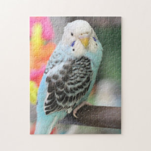 Budgie Jigsaw Puzzle