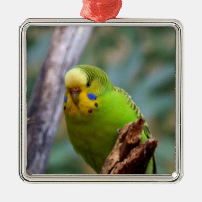 Budgie Metal Tree Decoration (Front)