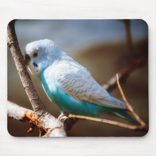 Budgie Mouse Mat (Front)
